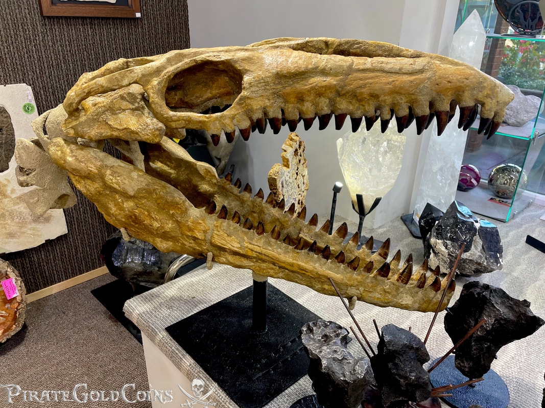 Mosasaur Dinosaur Fossil | Pirate Gold Coins Jurassic Treasures - Pirate  Gold Coins